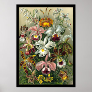 Póster "Orchidae" de Ernst Haeckel