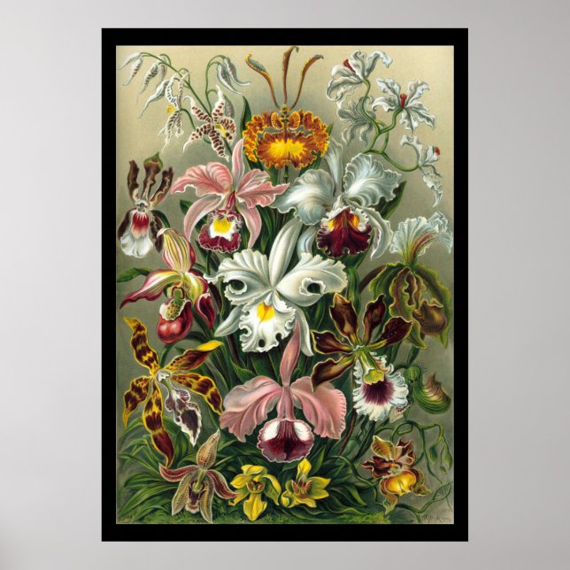 Póster "Orchidae" de Ernst Haeckel (Frente)