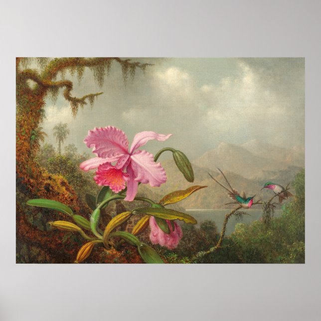 Póster Orchids and hummingbird  by Martin Johnson Heade P (Frente)