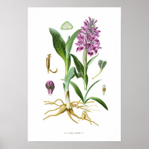 Póster Orchis latifolia