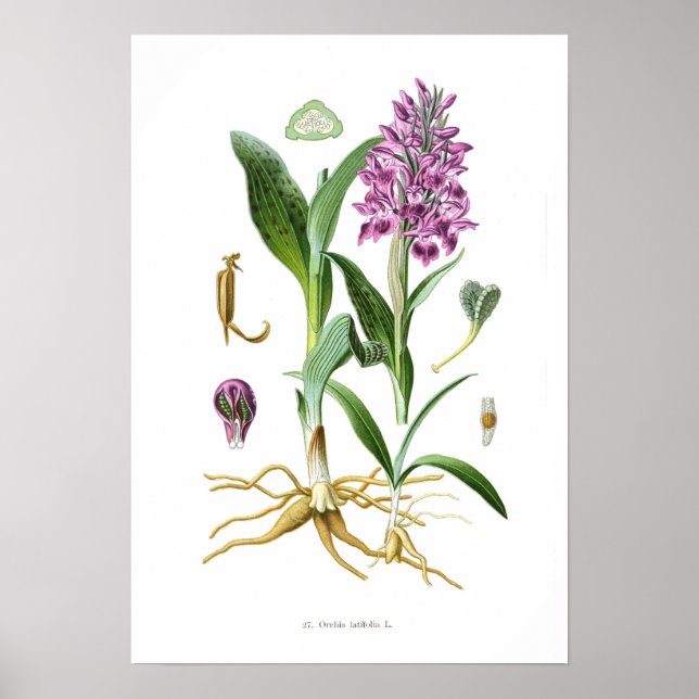 Póster Orchis latifolia (Frente)