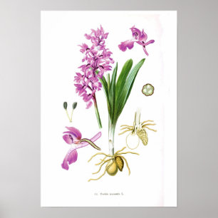Póster Orchis mascula