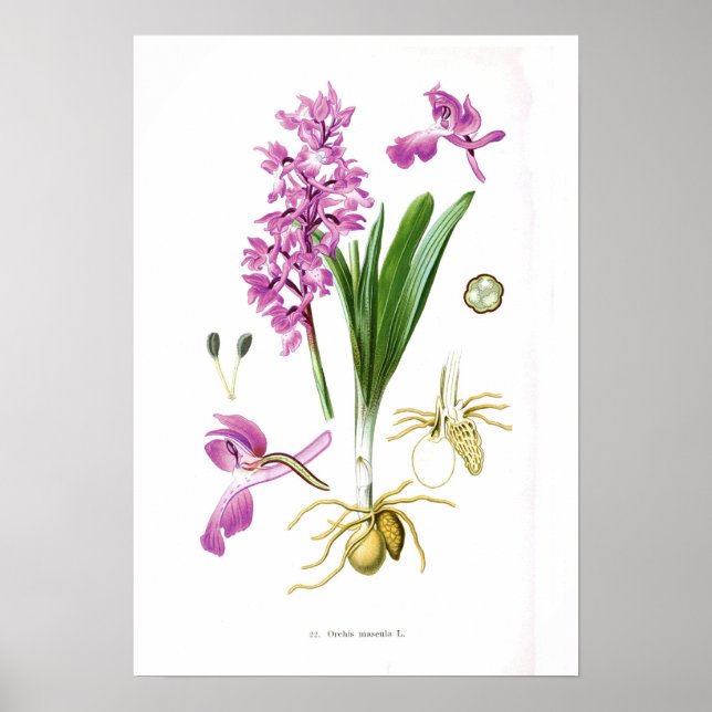 Póster Orchis mascula (Frente)