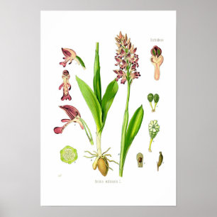 Póster Orchis militaris