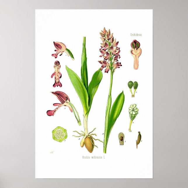 Póster Orchis militaris (Frente)