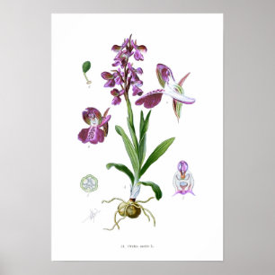 Póster Orchis morio