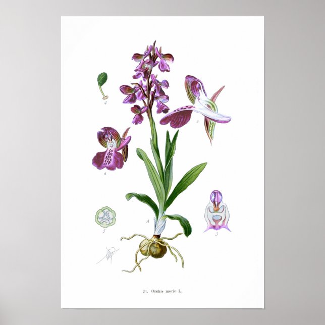 Póster Orchis morio (Frente)