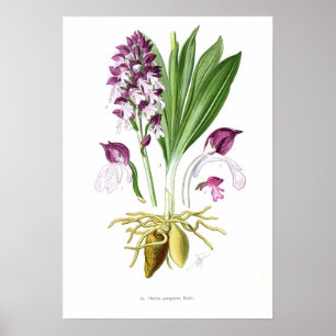 Póster Orchis purpurea