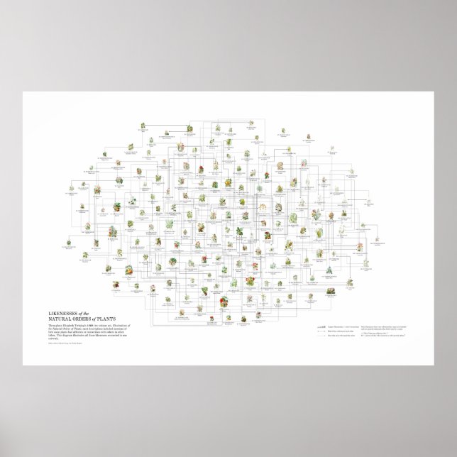 Póster Órdenes naturales de plantas - Likenesses (Frente)