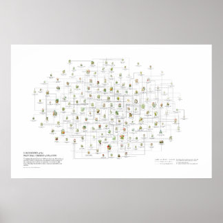 Póster Órdenes Naturales de Plantas - Semejanzas