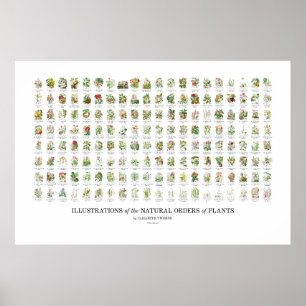 Póster Órdenes naturales de plantas - Todos los Ilustraci