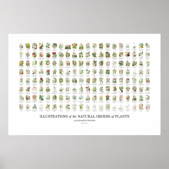 Póster Órdenes naturales de plantas - Todos los Ilustraci (Frente)