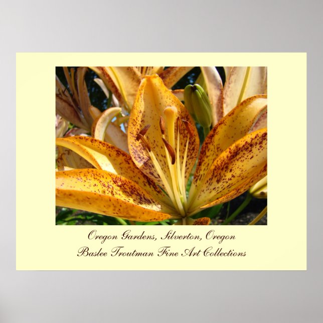 Póster Oregon Gardens Silverton Golden Lily Flowers (Frente)