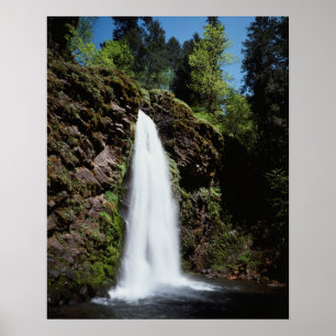 Póster Oregón, una cascada en un viejo bosque de crecimie