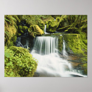 Póster Oregon, Waterfall in Willamette national