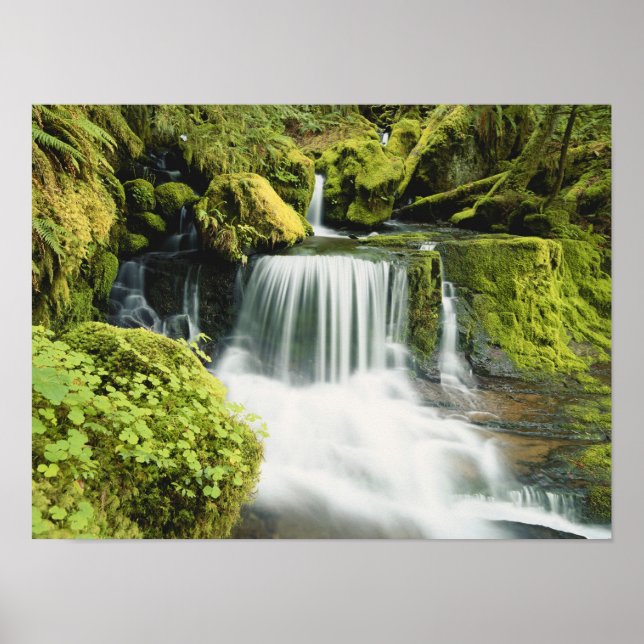 Póster Oregon, Waterfall in Willamette national (Frente)