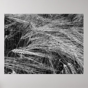 Póster Orejas de cebada maduras (Hordeum vulgare)