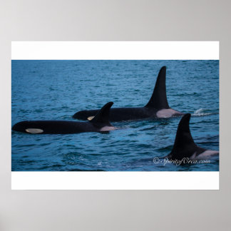 Póster Oreo, Cookie y DoubleStuf