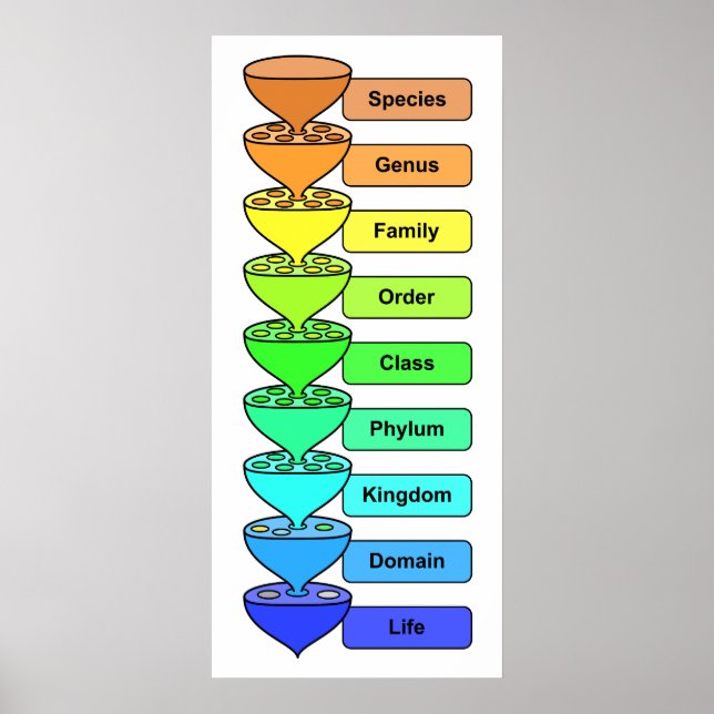 Póster Organic Life Biological Classification Chart (Frente)