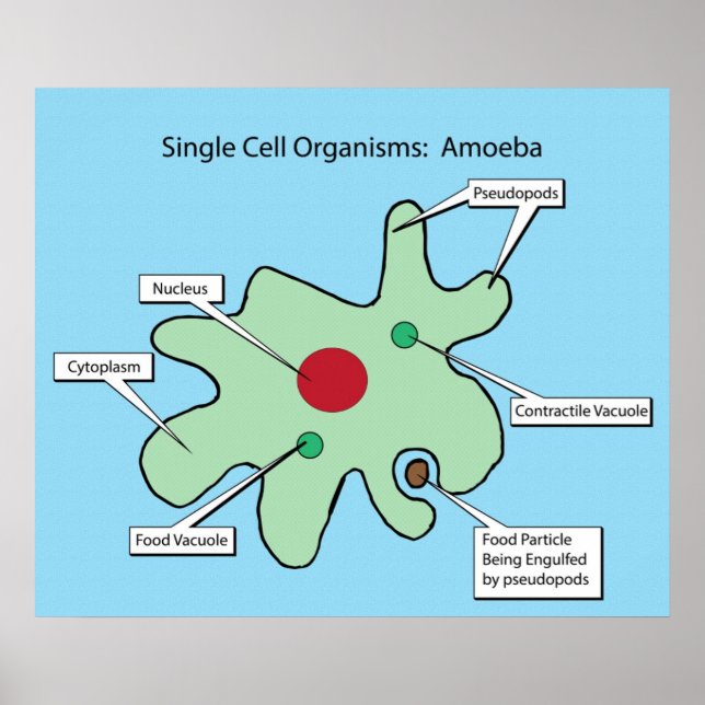Póster Organismos unicelulares: Amoeba (Frente)