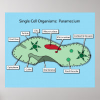 Organismos unicelulares: Paramecio