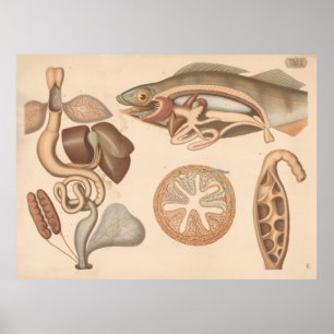 Póster Órganos digestivos de rana y perca de 1882