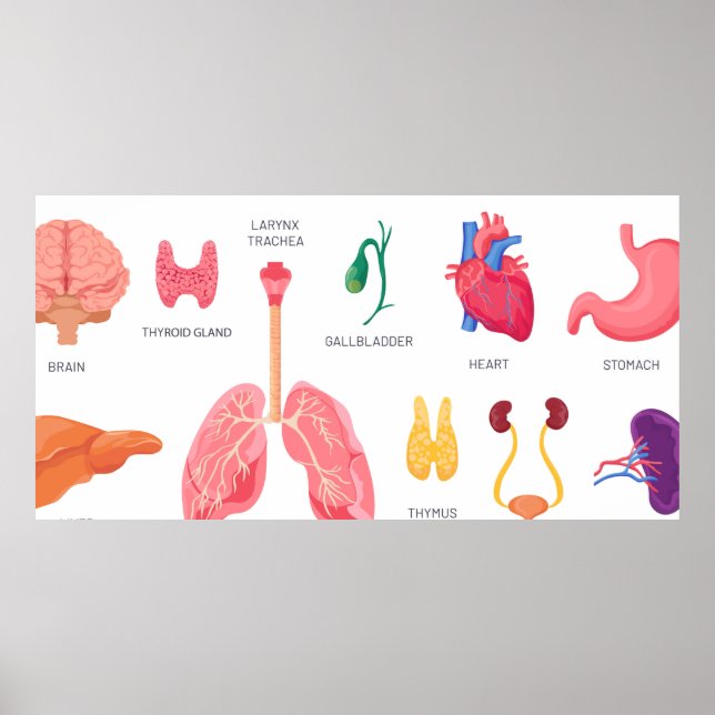 Póster Órganos internos de partes del cuerpo (Frente)