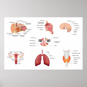Póster Órganos internos del cuerpo humano