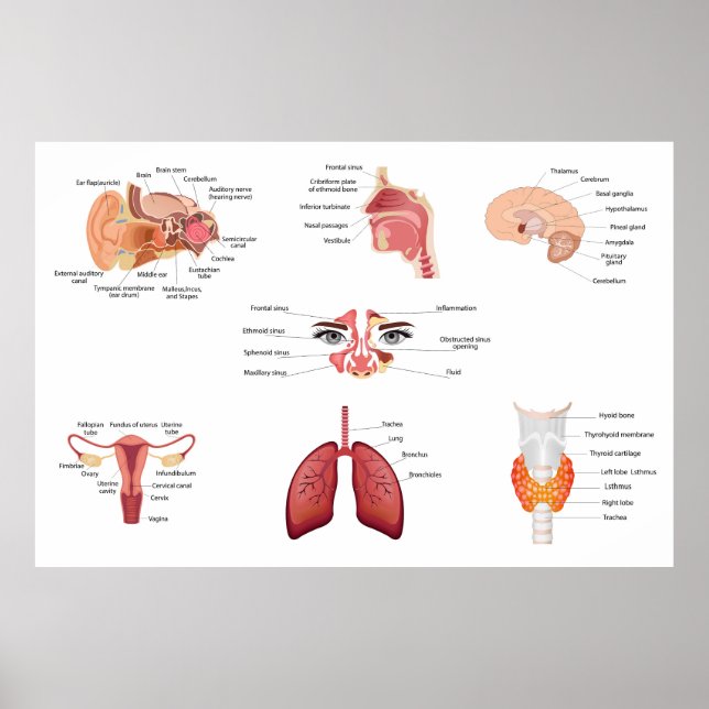 Póster Órganos internos del cuerpo humano (Frente)