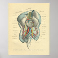 Órganos Intestinos de anatomía de escarcha de vint