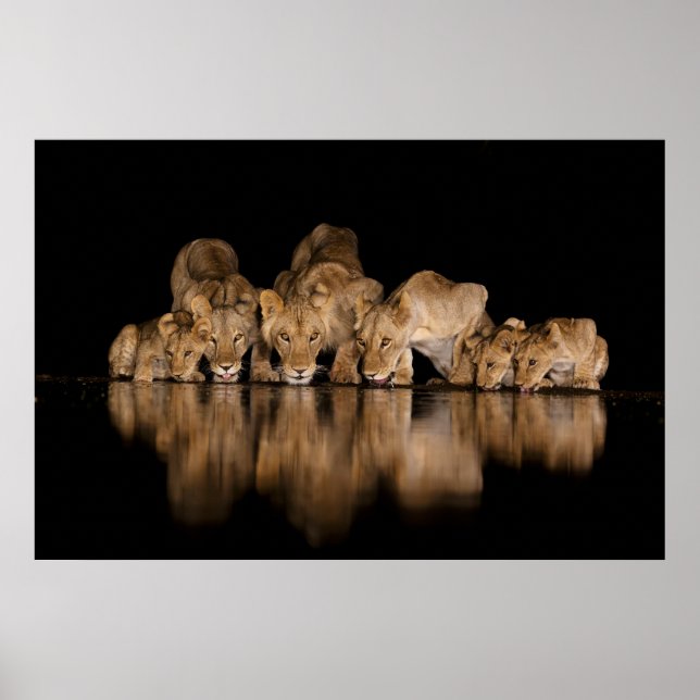 Póster Orgullo de leones bebe en el abrevadero por la noc (Frente)