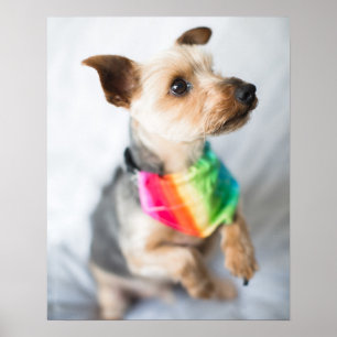Póster Orgullo gay Perro arco iris   Yorkshire Terrier