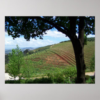 Póster Orgullo vitícola