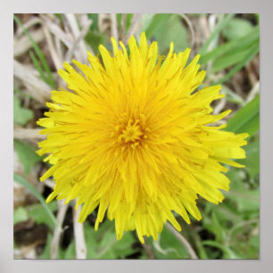 Póster Orgullosa flor de Dandelion.