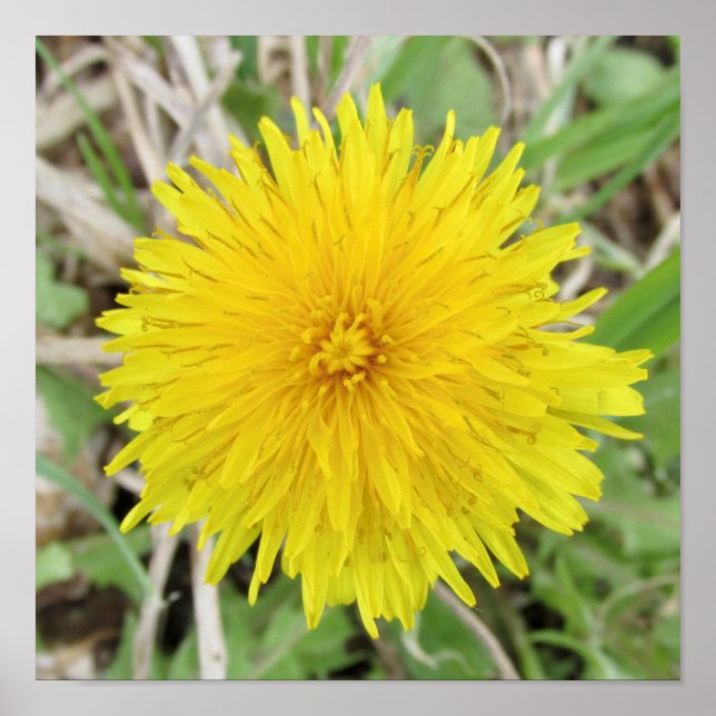 Póster Orgullosa flor de Dandelion. (Frente)