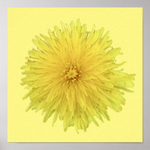 Póster Orgullosa flor de Dandelion - transparente.