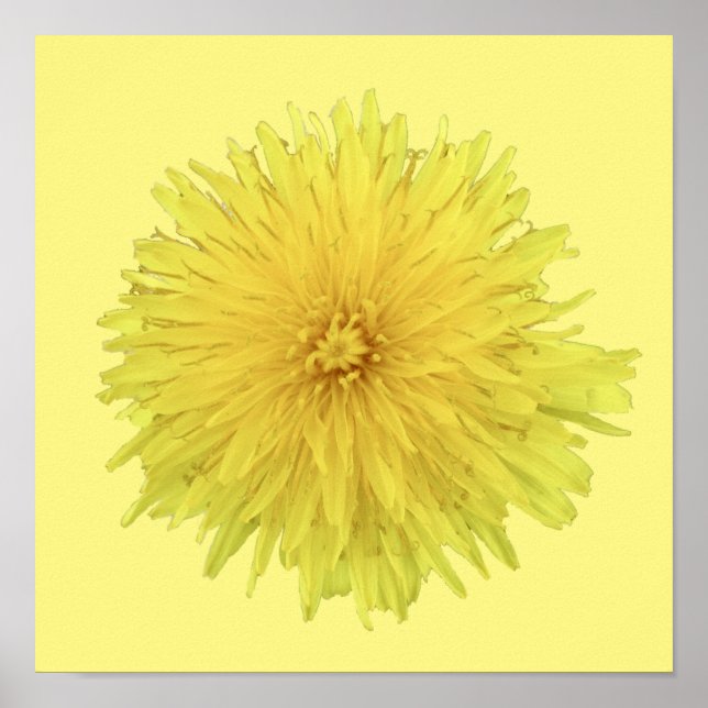 Póster Orgullosa flor de Dandelion - transparente. (Frente)