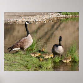 Póster Orgullosa vida salvaje de la familia Goose de Cana