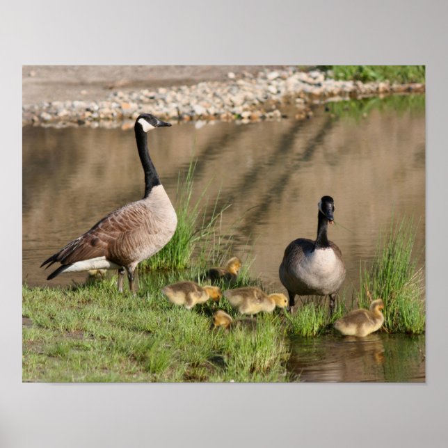 Póster Orgullosa vida salvaje de la familia Goose de Cana (Frente)
