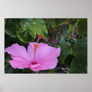 Póster Orgulloso y Rosa