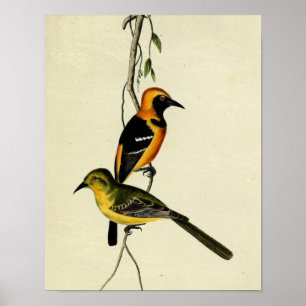 Póster Oriole Hooded