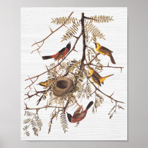 Póster Oriole huerto audubón en langosta de miel