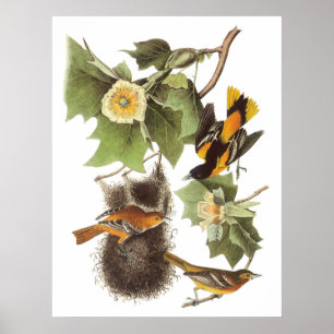 Póster Oriole septentrional de Audubon