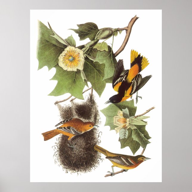 Póster Oriole septentrional de Audubon (Frente)