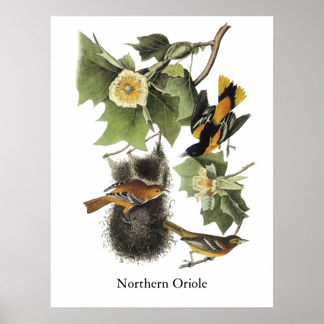 Póster Oriole septentrional, John Audubon (Frente)