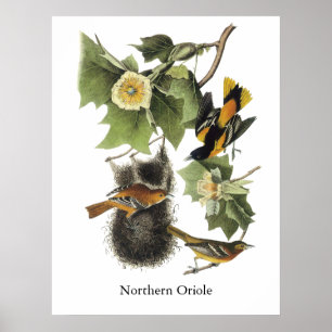 Póster Oriole septentrional, Juan Audubon