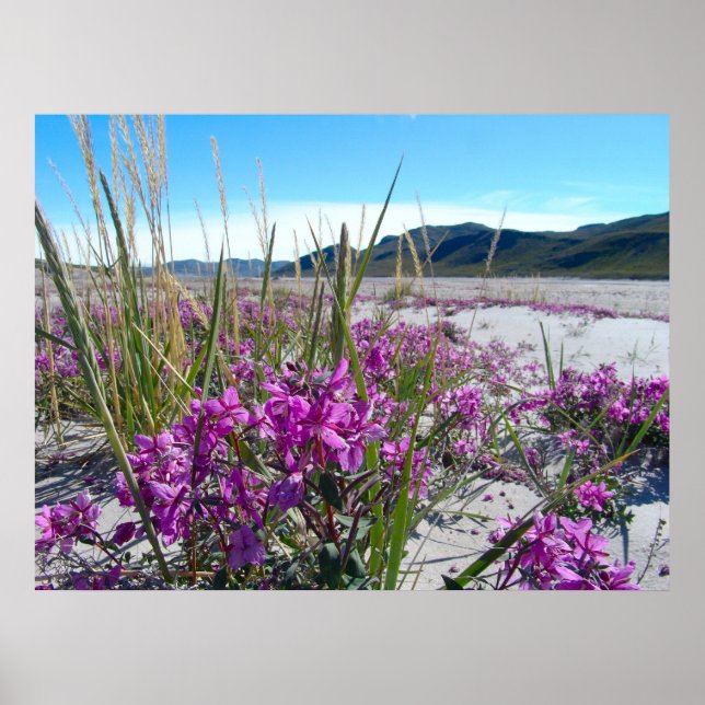 Póster Orkide de Groenlandia (Frente)