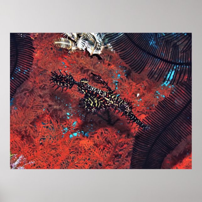 Póster Ornate Ghost Pipefish (Frente)