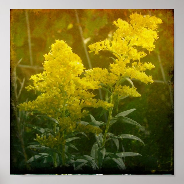 Póster Oro (Frente)