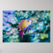 Oro marino, peces adorables y coloridos